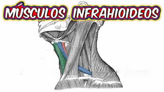 INFRAHYOID MUSCLES, THE ONLY VIDEO YOU'LL NEED🩺🦴