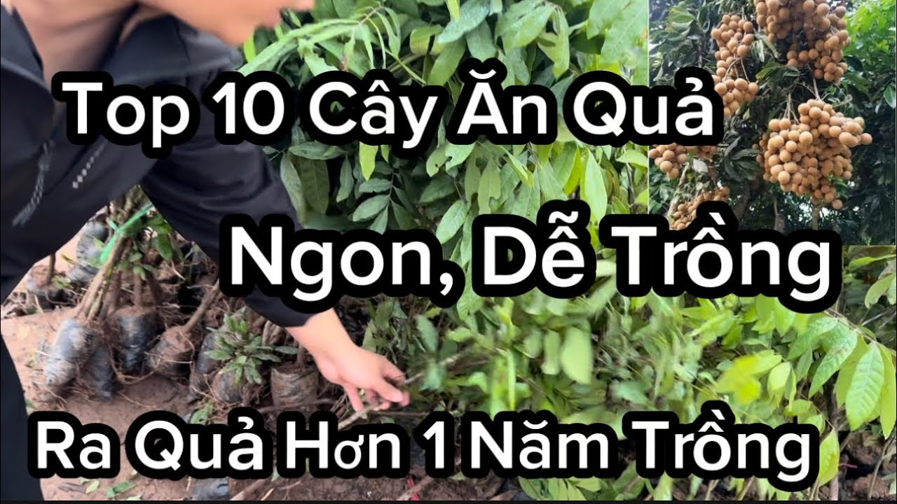 Top 10 Cây Ăn Quả Ngon Miền Bắc, Dễ Trồng Không Kén Đất, Ra Quả Chỉ Hơn 1 Năm Trồng