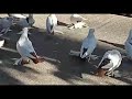 Цветнохвостые голуби г. Каспийск Colored-tailed pigeons of the city of Kaspiysk