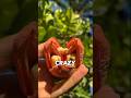 This Fruit Can PARALYZE YOU😱...
