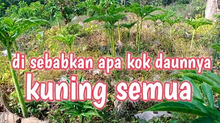 Kenapa Daun Porang Bisa Menguning Semua