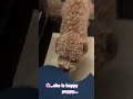 #cutepet #puppy #petshub #cute #cutepet #poodle #pets #cutepet #puppy