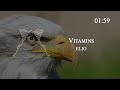 ELIO Vitamins mp3