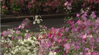 First day of Spring sees ‘pops of colour’ at Sydney's Botanic Gardens screenshot 3