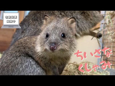 Quokka】こどもの小さなくしゃみ【名前投票実施中】 - YouTube