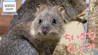 草木と小さな動物 mqdefault.jpg