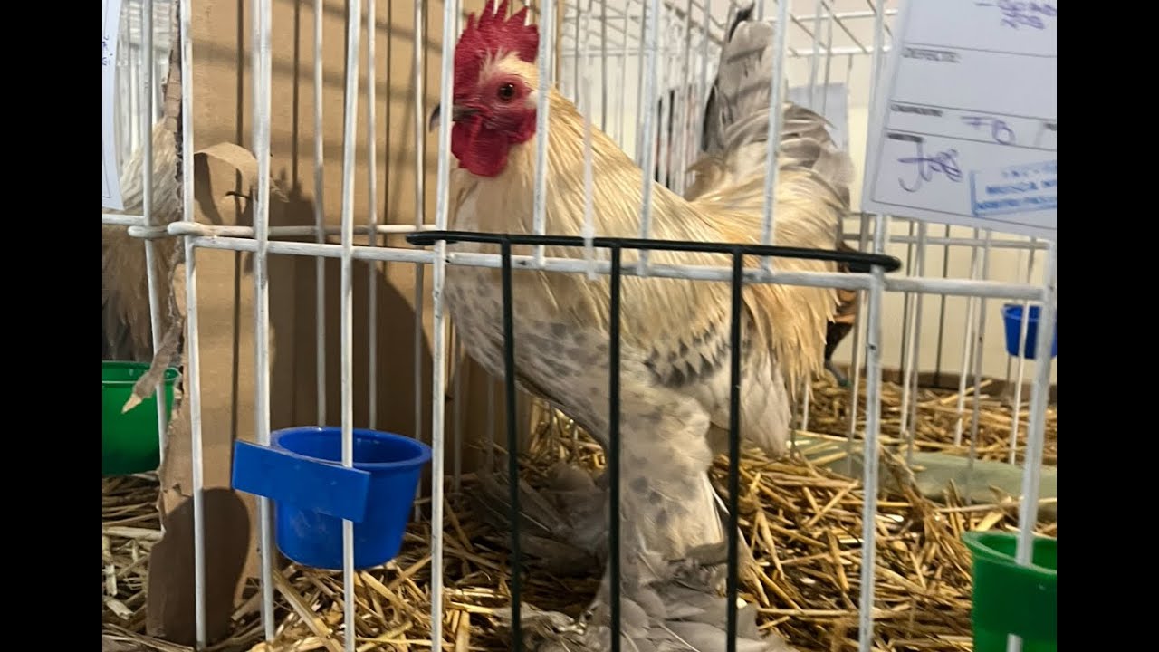 Gainile pitice din expozitia nationala 2025,Sf.Gheorghe