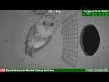 LIVE Bosuil Camera De Mortel (Tawny Owl Camera) night stream