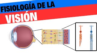 Fisiología de la visión