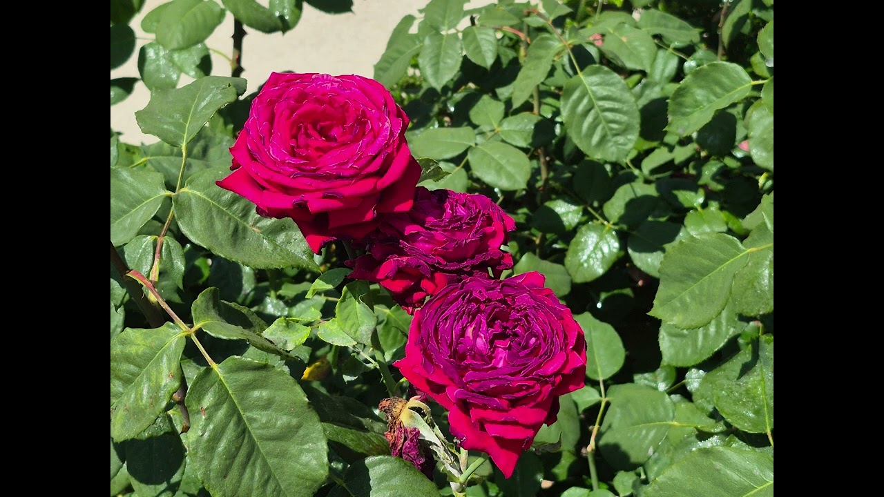 SABIDURIA. CAPITULO  6