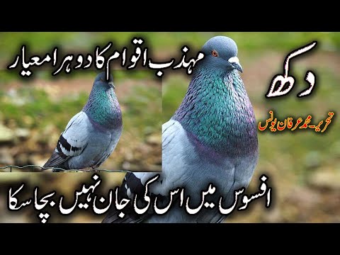Dukh | Phalistein k Masoom bachon ka Dukh written by Muhammad Irfan Younis