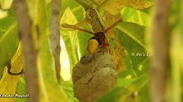 Mud Dauber Wasp building Mud Nest  Part 2