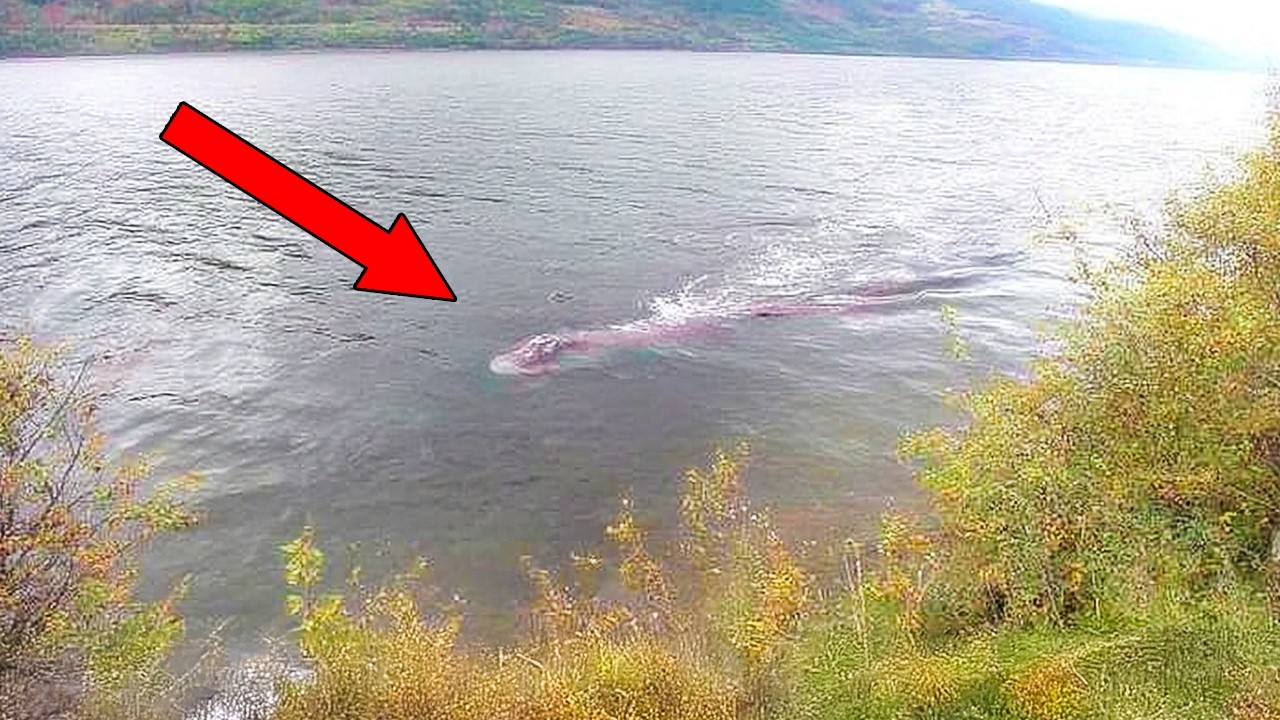 Man Has Just Captured The Clearest Images Of The Loch Ness Monster Ever Taken —And Then They Zoom In