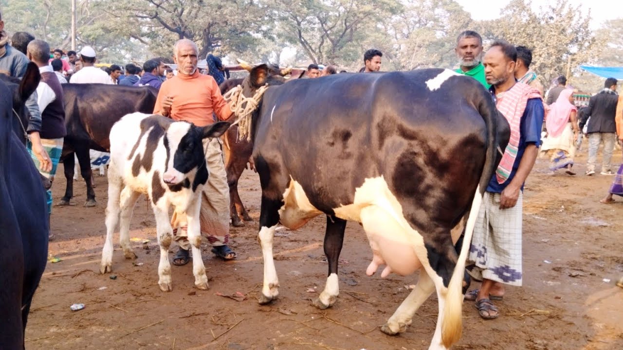 সুন্দর সুন্দর দুধের গাভী বাচ্চার জন্য হার্টের শেষ মুহূর্তে বগুড়া ধাপের হাট থেকে ২০২৬ || cow milk 