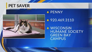Pet Saver: Penny