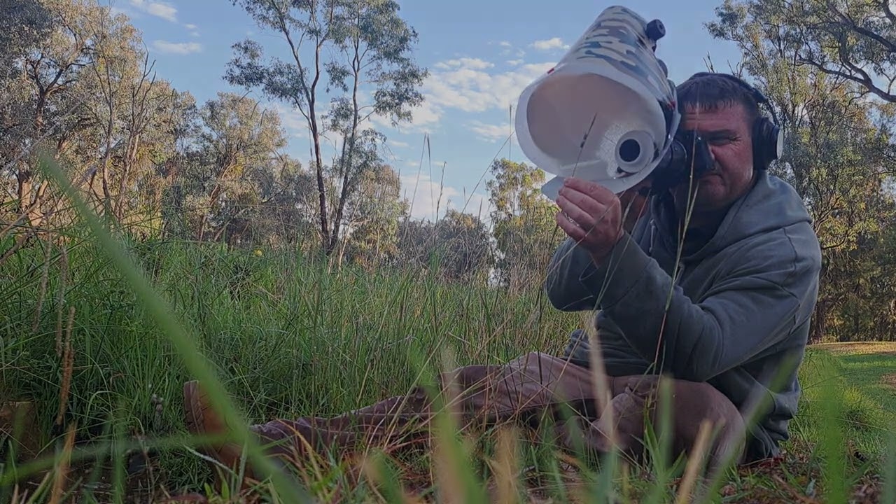 Amegilla  Adelaidae  - Australian Native Bees . Macro