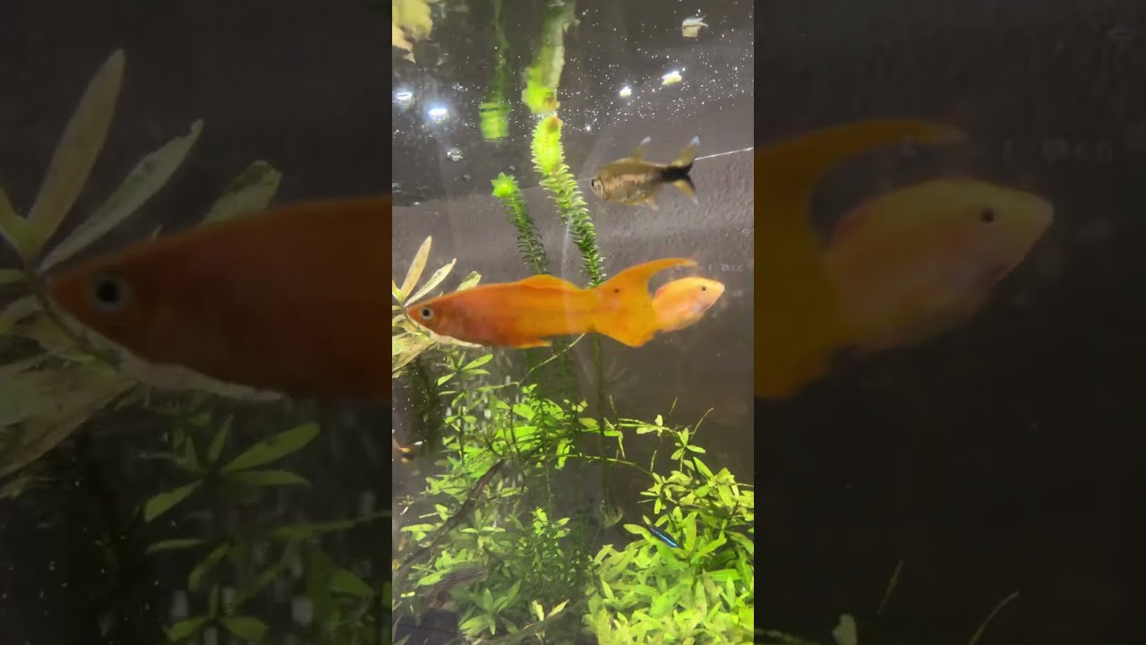 @good day everyone..smile 😊 Tita Beth’s HomeLife&Cooking is live #03-03-26