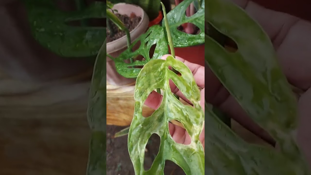 Happy Thursday everyone, flexing my lovely plants after the rain 