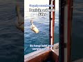 DENİZİN KRALI LÜFER Ekim Aralık en lezzetli olduğu dönem #lüferavı #tekneavı #fishing #balık #fish