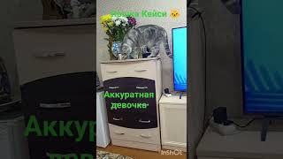 Кейси пыталась достать свою игрушку с комода. Не получилось.Ничего не задела. #домашниеживотные