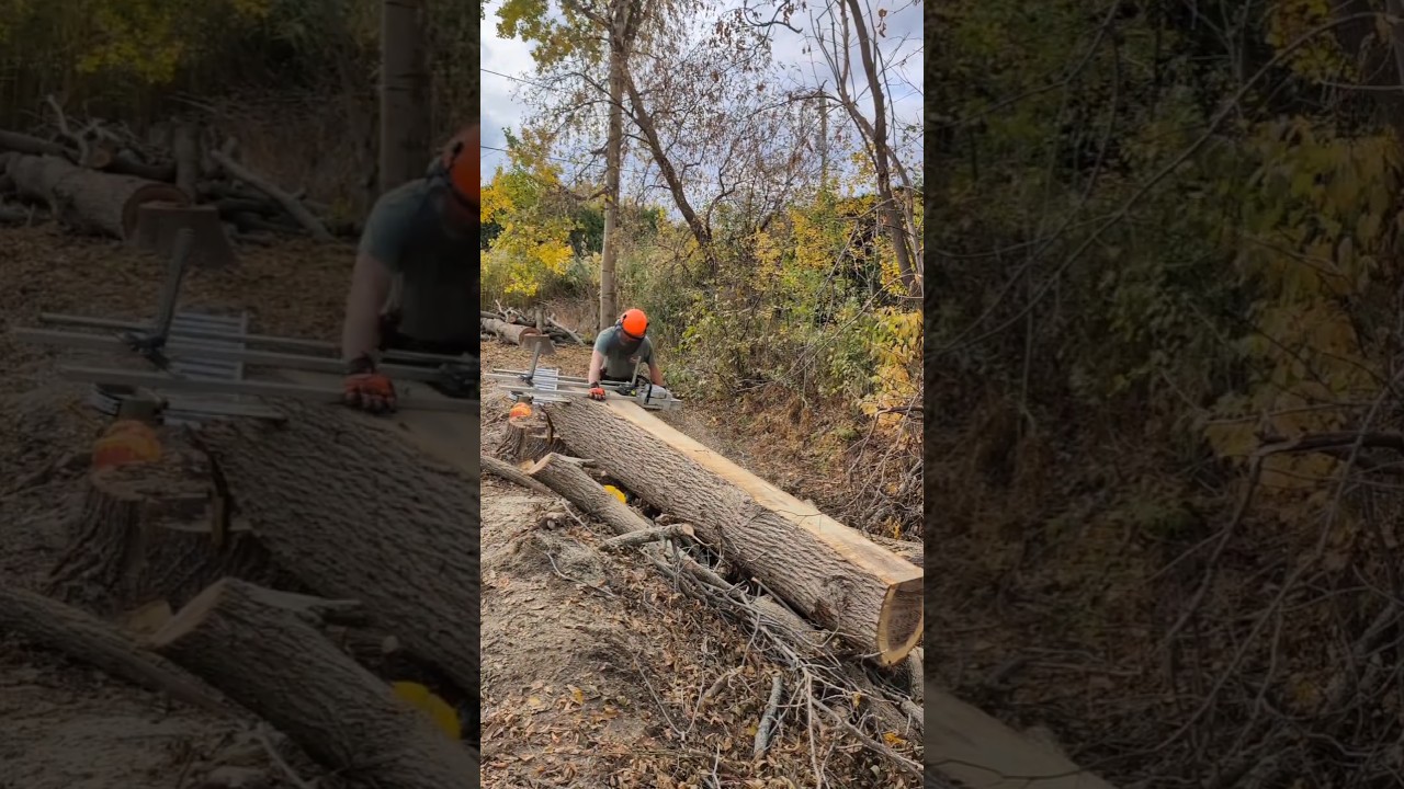 huge black walnut log milled with Granberg Alaskan mill