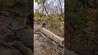 Huge Black Walnut Log Milled With Granberg Alaskan Mill