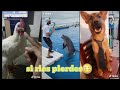 🚨Humor mexicano🚨/TIKTOK DE MASCOTAS #1 VIRAL/😂por eso pierdo mi tiempo en Internet