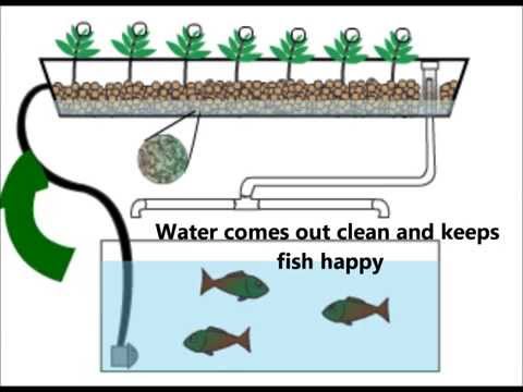 Introduction to Home Aquaponics  FunnyCat.TV