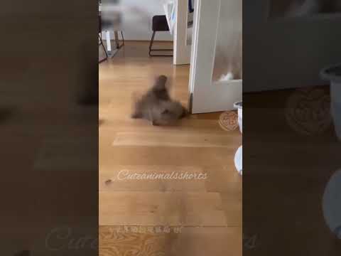 Most funny cat video epi72 #shorts #funny #cuteanimalsshorts @Cuteanimalsshorts-ic7mq #cat #animals