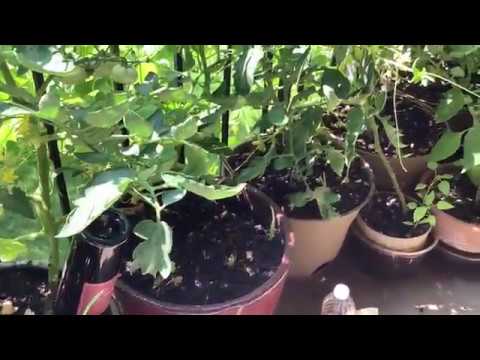 How to attract bees and control Flies, mosquitoes and other insects without dangerous chemicals