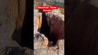 The Haunted Tree Trunk… #Tree #haunted #hauntedtree #trunk #scary #supernatural #shorts