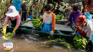 Kinh hãi hàng ngàn nải chuối chín được tạo ra trong 2 tiếng đồng hồ