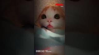 Tại sao lại xink như thế? Bị Đin À ? #okvipxuhuong #viral #fyp #funny #cutie #cat #nhachaymoingay