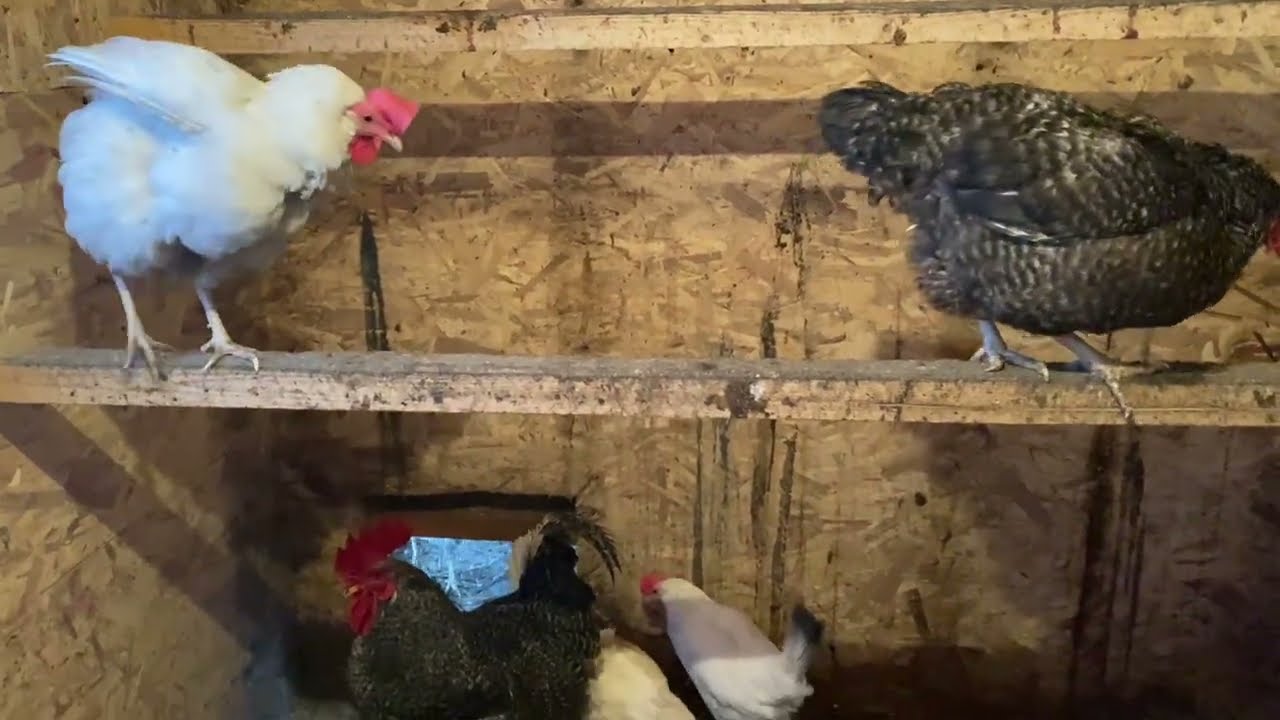 В курятнике потеплело. Заложила яйца в инкубатор 