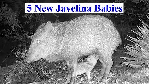 5 New Javelina Babies This Month