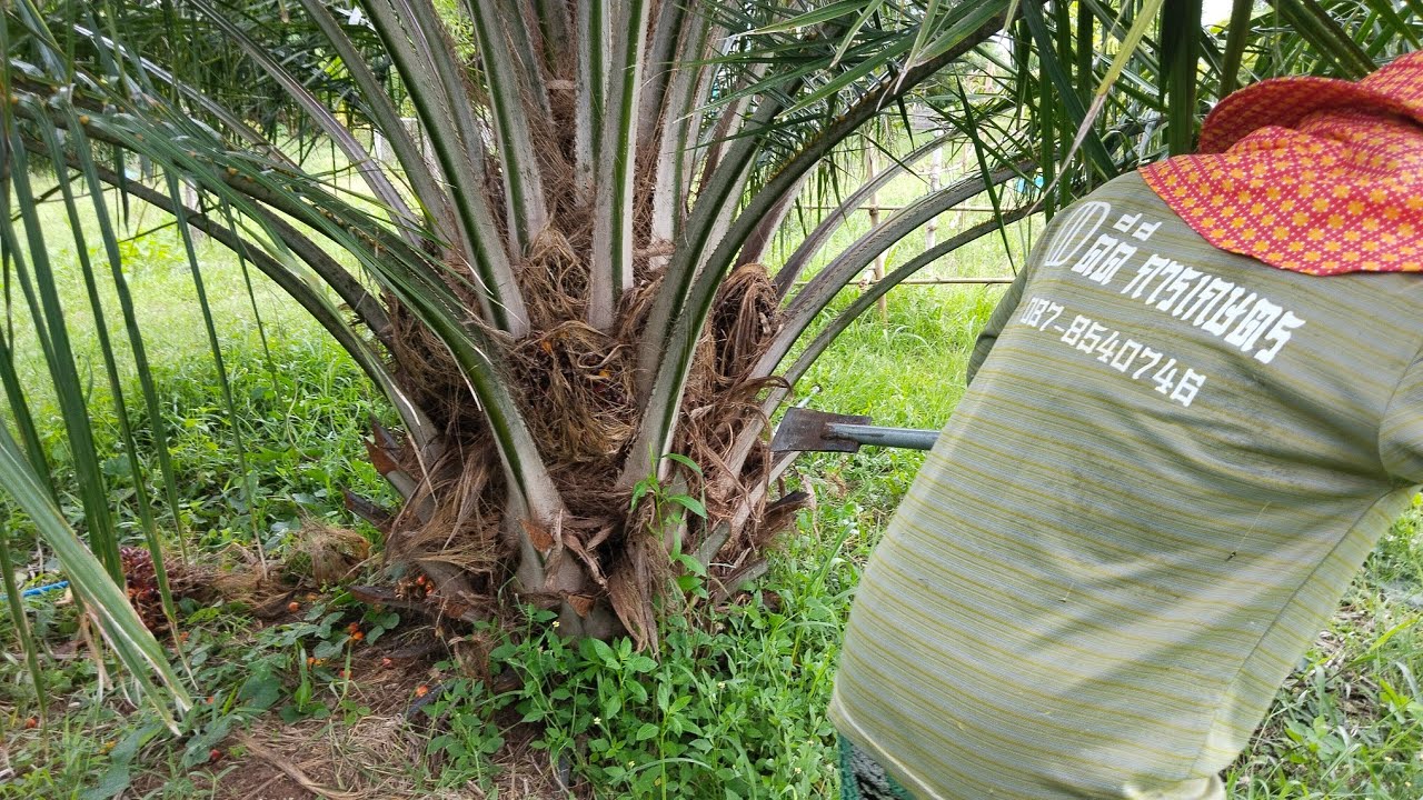 ปาล์มยูนิวานิช 3 ปี 4 เดือน