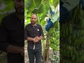 موز حيوي الباجور بدون كيماوي نهائي باستخدام نوفابلس موز حيوي الباجور بدون كيماوي نهائي باستخدام نوفابلس