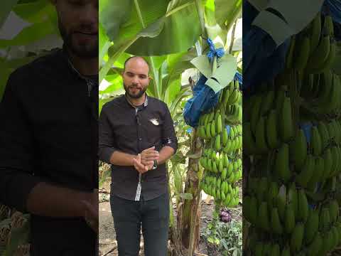 موز حيوي الباجور بدون كيماوي نهائي باستخدام نوفابلس