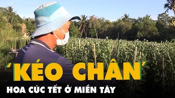 Lão nông ‘kéo chân’ cho hoa cúc Tết ở miền Tây