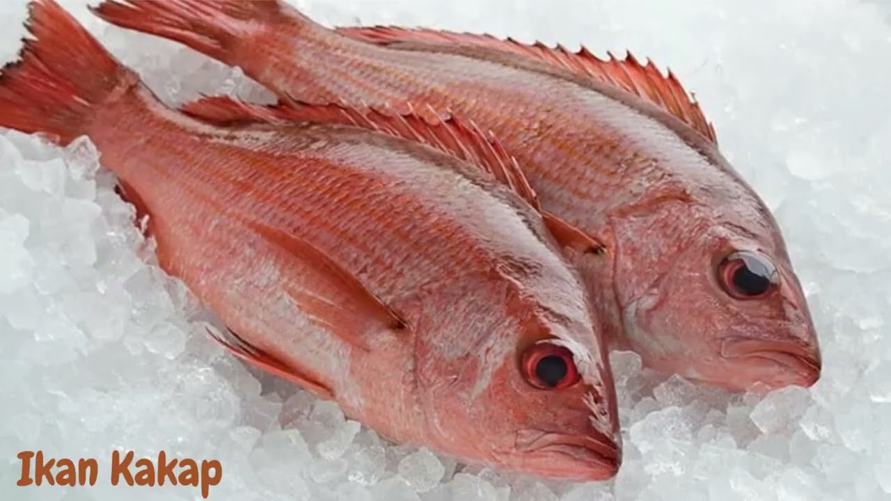 Potensi Sumber Daya Pesisir dan Kepulauan Sulawesi Utara