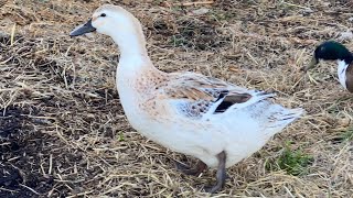 How to raise ducks in a clean and easy set up. #ducksswimming,