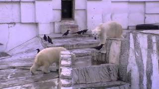 カラス20羽VSホッキョクグマ1頭~Crows VS Polar Bear