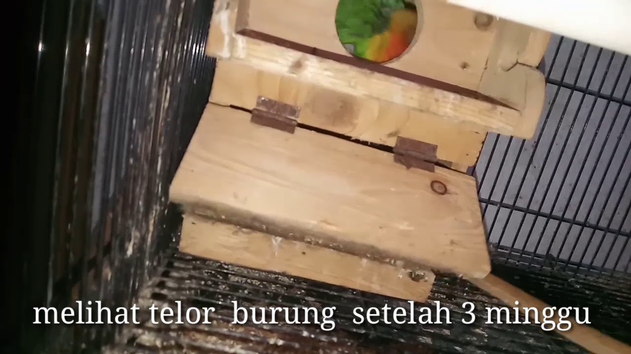 Burung lovebird setelah 3 minggu akhirnya menetas juga 