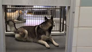 acs A672688