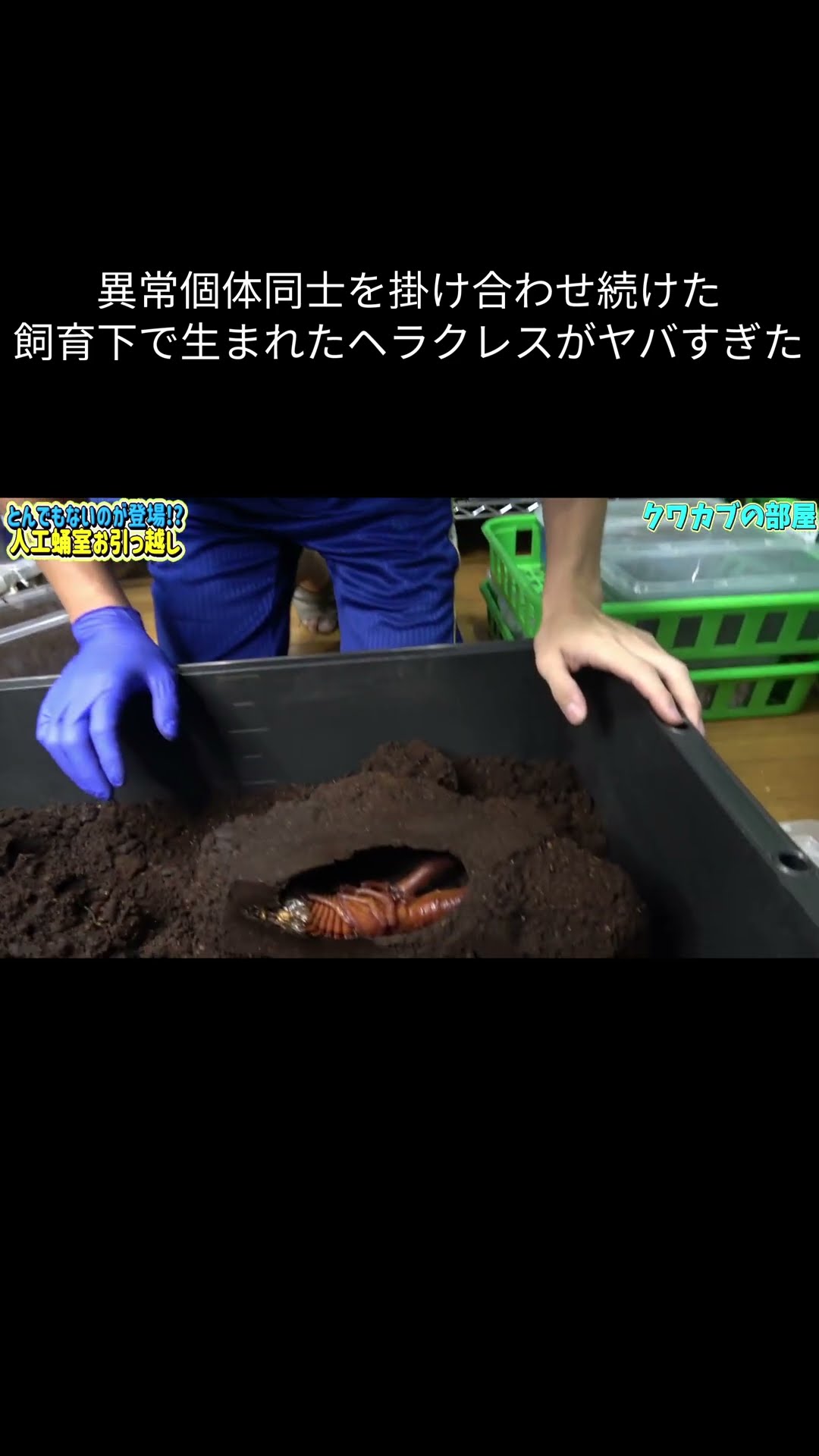 A Hercules beetle born in captivity after breeding abnormal