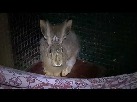 Зайцы, которых видно лишь ночью. Пледик.