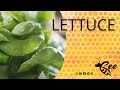Butter lettuce