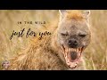 ANIMALS IN THE WILD- ANIMALS KINGDOM