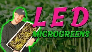 Growing Microgreens with Growcraft LEDs & How to Start Your Own Indoor Garden