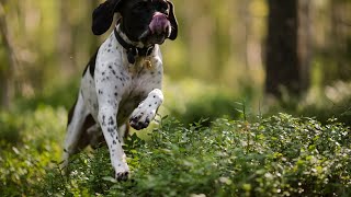 Caring for Senior Pointer Dogs Tips for Aging Well